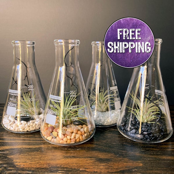 Air Plant Terrarium Kit Erlenmeyer Flask, Chemistry Gift, Plant Gifts, Science Teacher Gifts, Science Kit, Science Gifts, Terrarium Decor