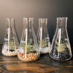 Op de afbeelding: Vier glazen bekers met verschillende gekleurde stenen en kleine luchtplanten. De bekers zijn gemarkeerd met metingen in milliliter.