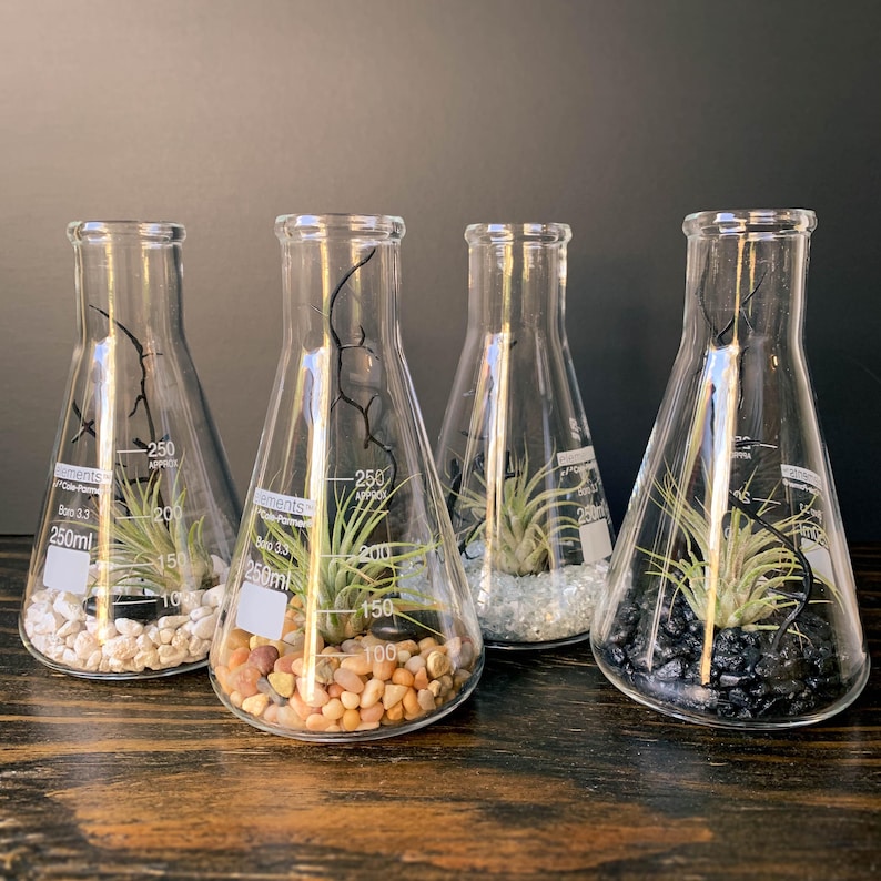 Op de afbeelding: Vier glazen bekers met verschillende gekleurde stenen en kleine luchtplanten. De bekers zijn gemarkeerd met metingen in milliliter.