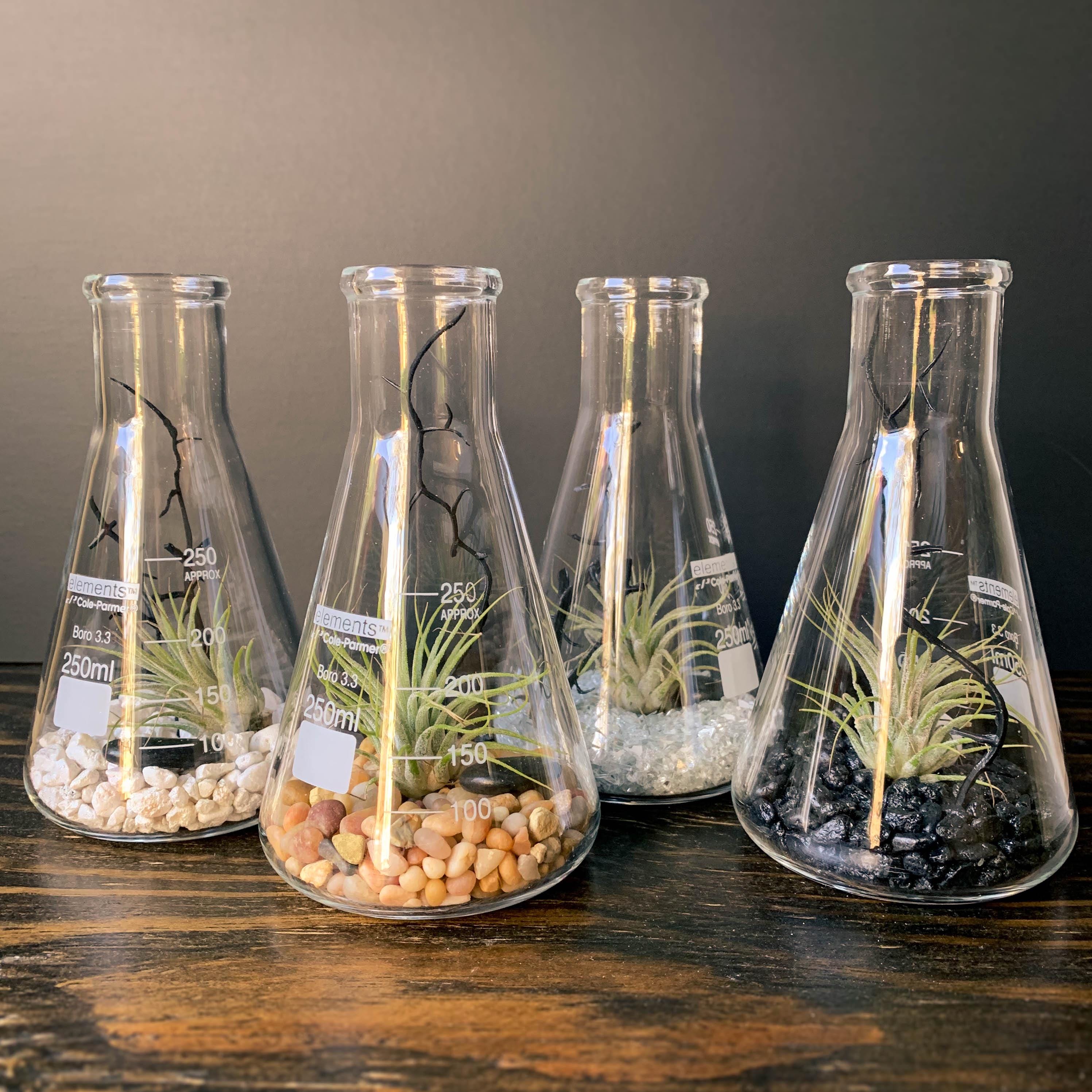 Air Plant Terrarium Kit Erlenmeyer Flask, Chemistry Gift, Plant