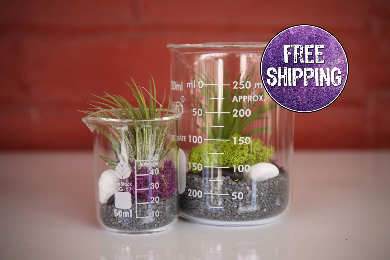 Double Beaker Terrarium Kit With TWO Beakers Purple/grey Etsy