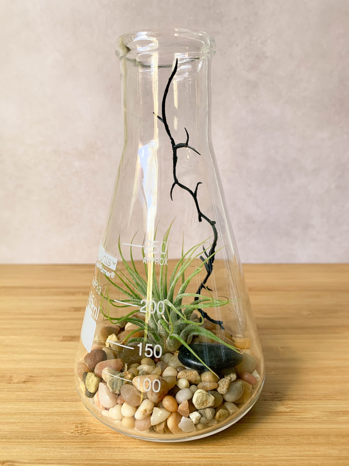 Air Plant Terrarium Kit Erlenmeyer Flask Chemistry Gift Etsy