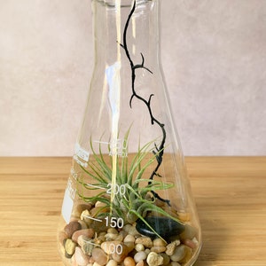 Op de afbeelding: Een heldere glazen Erlenmeyer-kolf met een kleine luchtplant, decoratieve stenen en een zwarte tak. De kolf is gemarkeerd met metingen in milliliter, tot 250 ml.