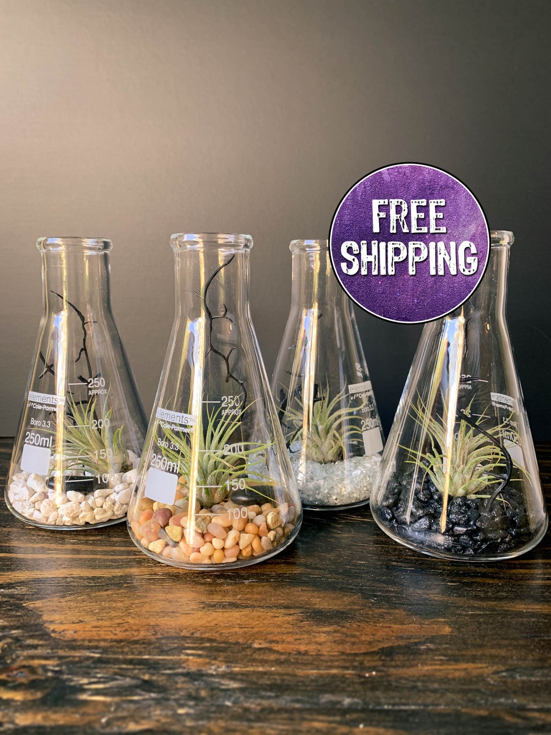 Air Plant Terrarium Kit Erlenmeyer Flask, Chemistry Gift, Plant Gifts