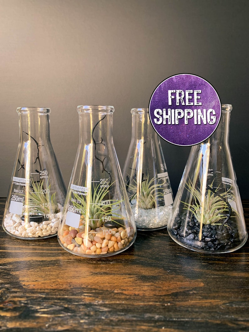 Air Plant Terrarium Kit Erlenmeyer Flask, Chemistry Gift, Plant Gifts, Science Teacher Gifts, Science Kit, Science Gifts, Terrarium Decor image 1