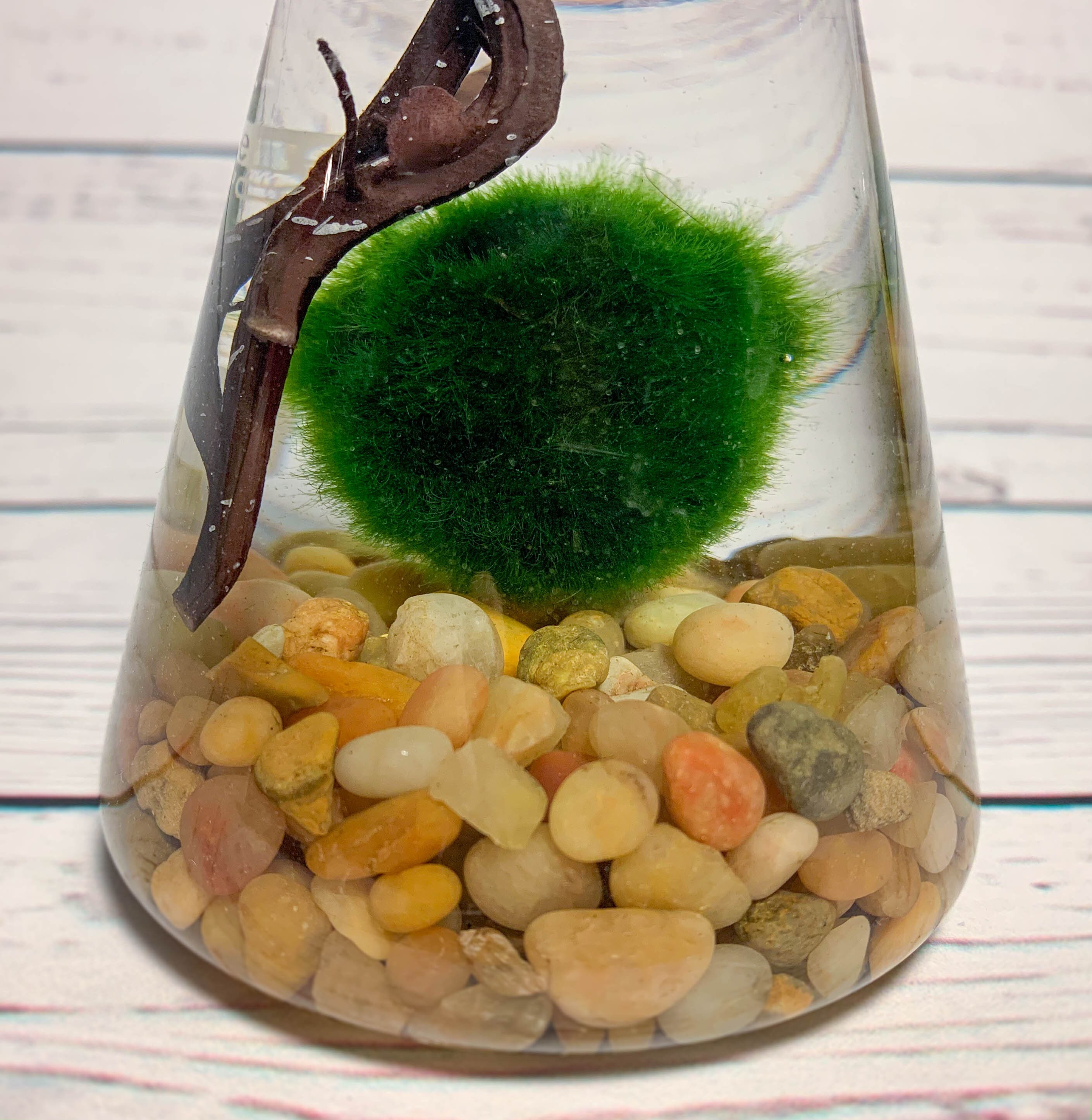 Mossball Terrarium Kit Erlenmeyer Flask Marimo Science Etsy