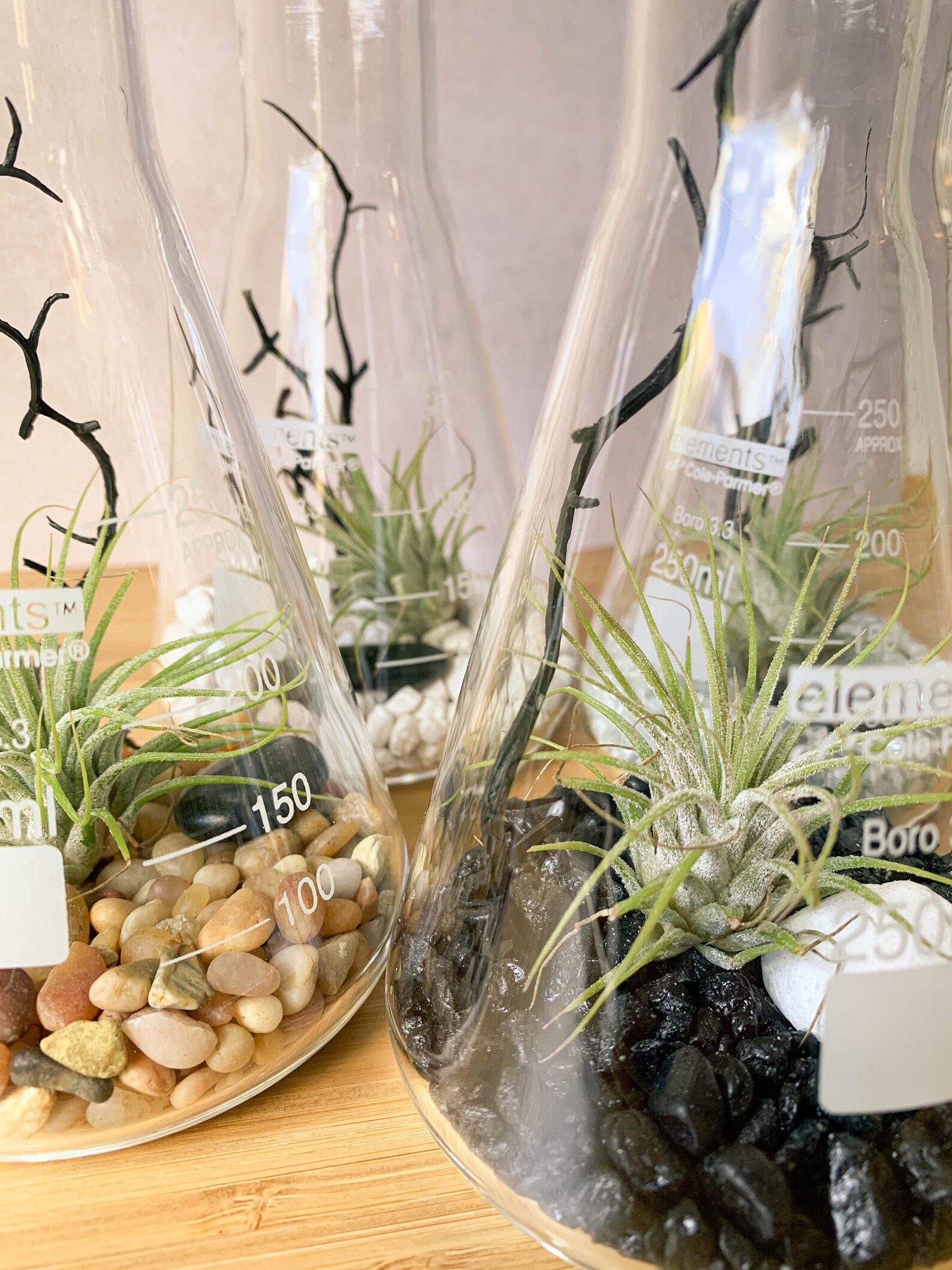 Air Plant Terrarium Kit Erlenmeyer Flask Chemistry Gift Etsy