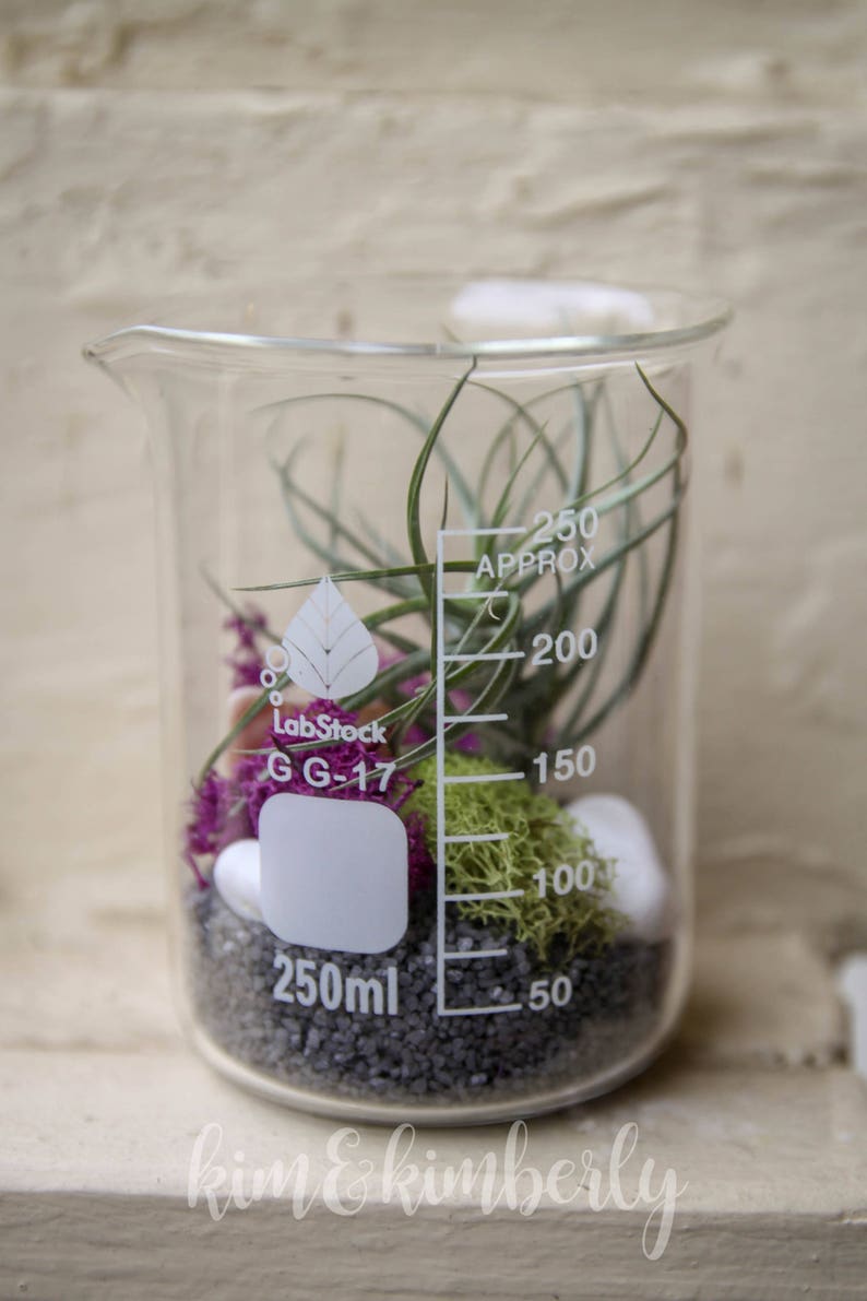 Double Beaker Terrarium Kit With TWO Beakers Purple/grey Etsy