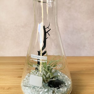 Op de afbeelding: Een heldere glazen kolf met een capaciteit van 250 ml, met een kleine luchtplant, een zwarte steen en heldere glasscherven. De kolf is ge&euml;tiketteerd met "elements" en "Cole-Palmer".