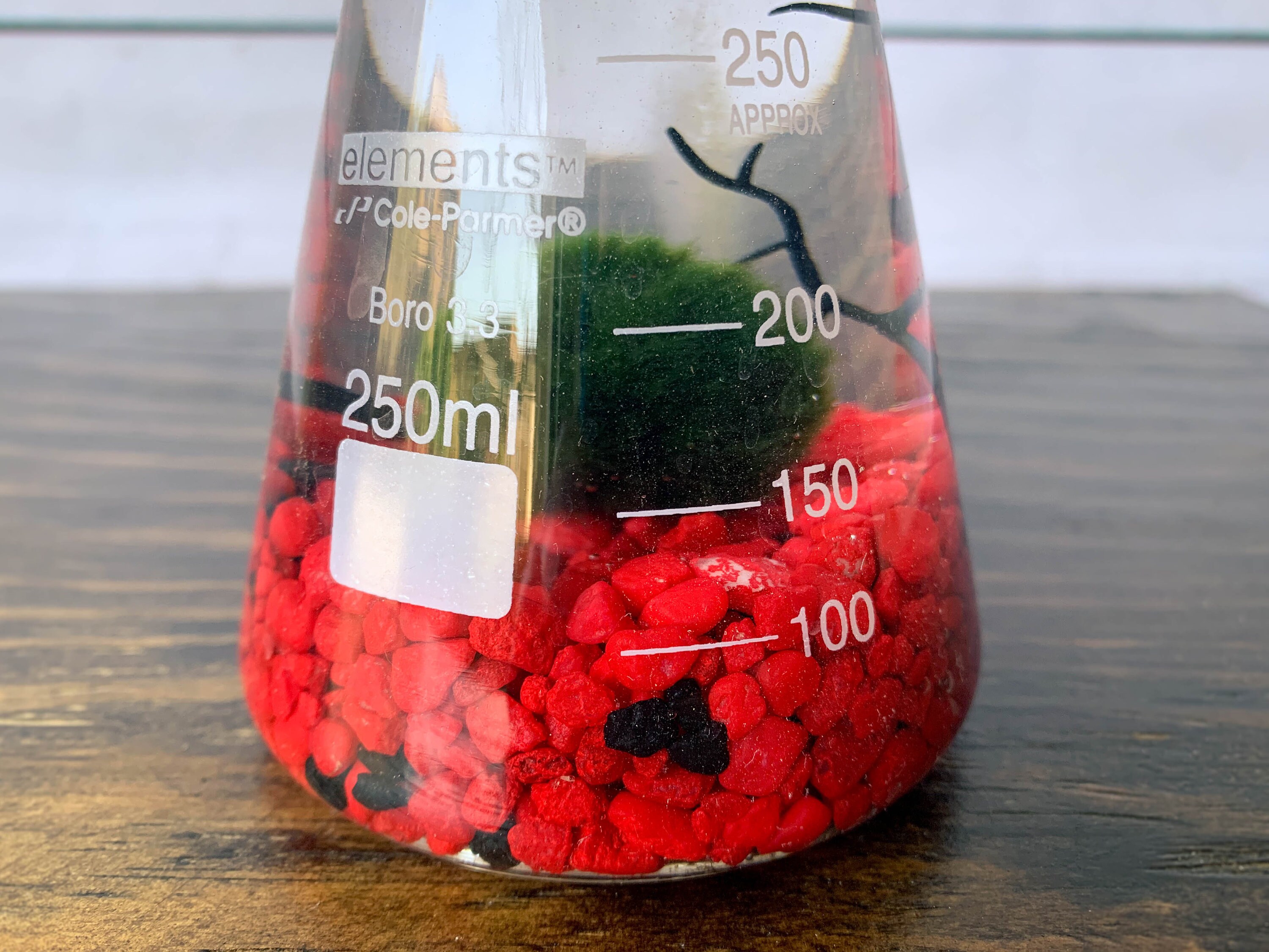 Mossball Terrarium Kit Erlenmeyer Flask Marimo Science Etsy