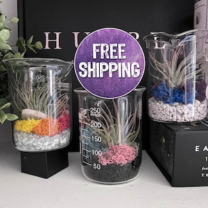 PRIDE Edition Single Beaker Terrarium Kit, Air Plant Terrarium, Science Gifts, Chemistry Gift, Terrarium Moss, Plant Gift, Pride Flag, DIY