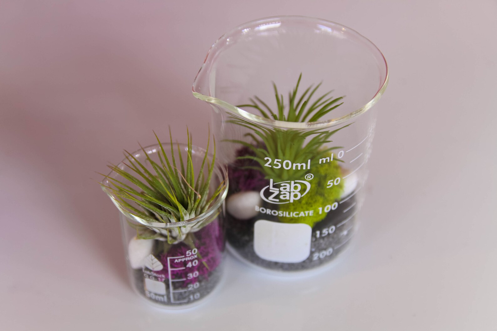 Double Beaker Terrarium Kit With TWO Beakers Purple/grey Etsy