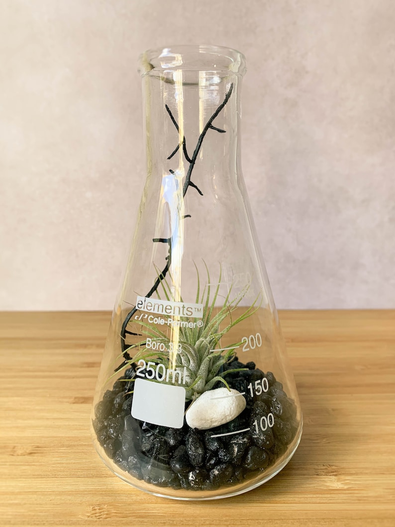 Air Plant Terrarium Kit Erlenmeyer Flask, Chemistry Gift, Plant Gifts, Science Teacher Gifts, Science Kit, Science Gifts, Terrarium Decor image 4