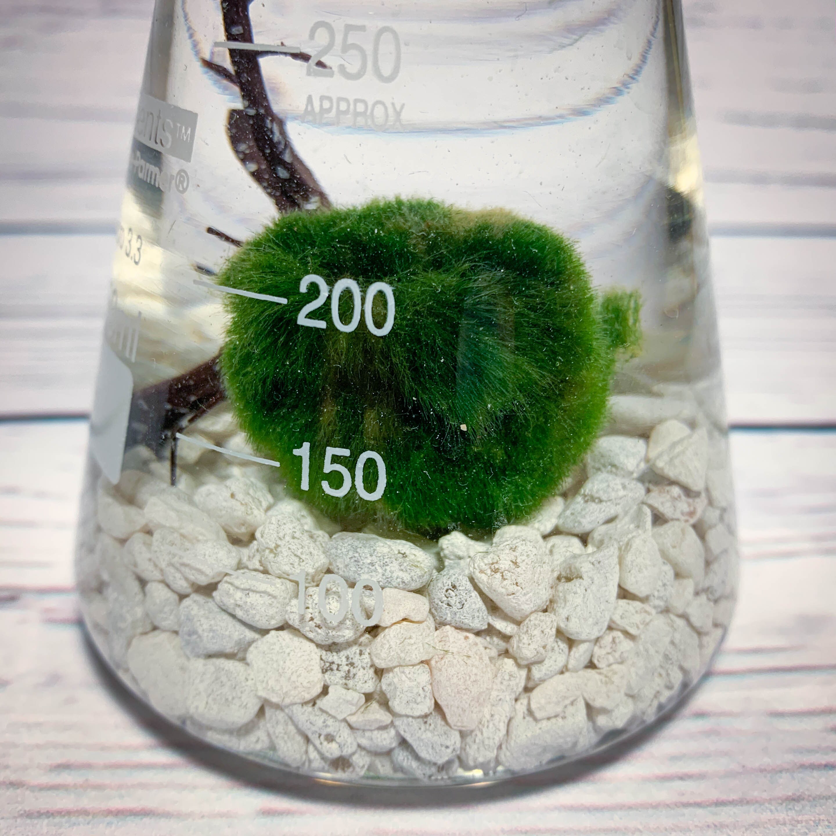 Mossball Terrarium Kit Erlenmeyer Flask Marimo Science Etsy