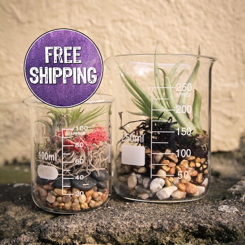 Air Plant Terrarium Kit Erlenmeyer Flask Chemistry Gift Etsy