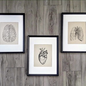 Brain, Heart, and Lungs Anatomy Triptych On Canvas - Anatomy Prints - Heart Art, Brain Art, Lung Art - Three Piece Anatomy Wall Art