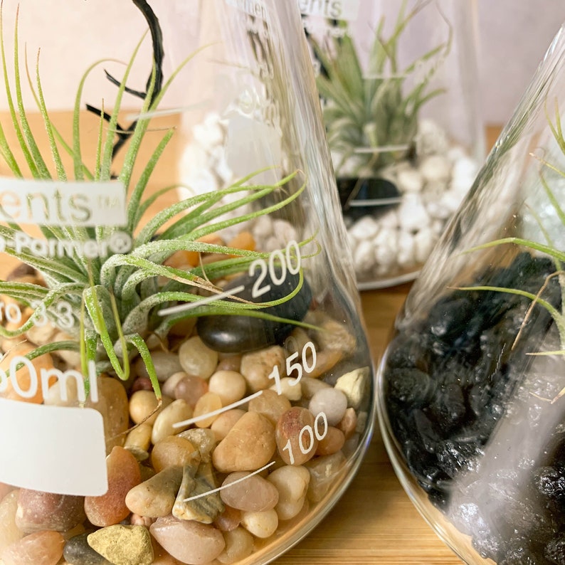 Air Plant Terrarium Kit Erlenmeyer Flask, Chemistry Gift, Plant Gifts, Science Teacher Gifts, Science Kit, Science Gifts, Terrarium Decor image 9