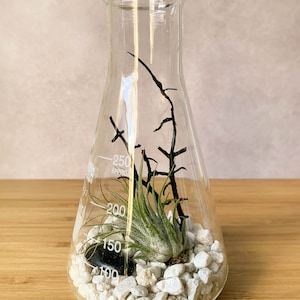 Air Plant Terrarium Kit Erlenmeyer Flask, Chemistry Gift, Plant Gifts, Science Teacher Gifts, Science Kit, Science Gifts, Terrarium Decor image 6