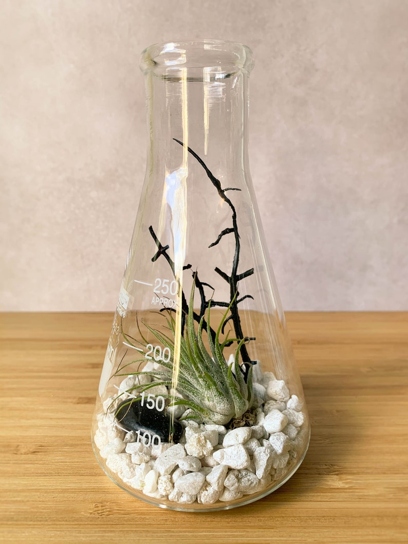 Air Plant Terrarium Kit Erlenmeyer Flask Chemistry Gift Etsy