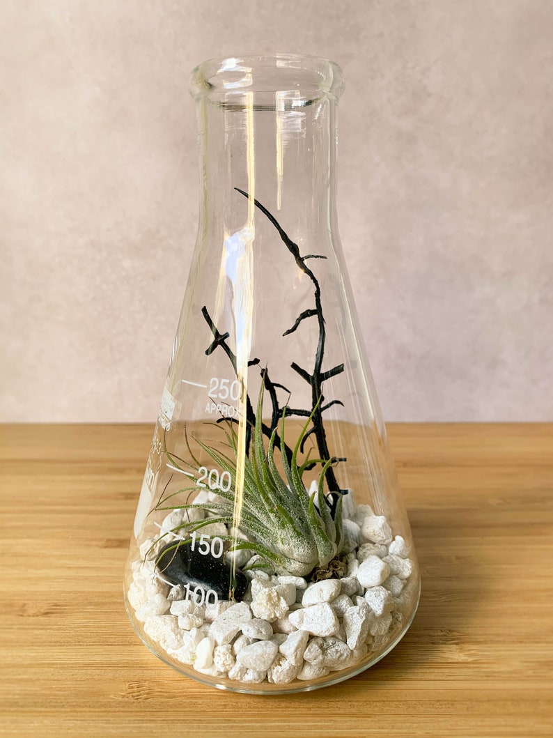 Air Plant Terrarium Kit Erlenmeyer Flask, Chemistry Gift, Plant Gifts, Science Teacher Gifts, Science Kit, Science Gifts, Terrarium Decor image 6