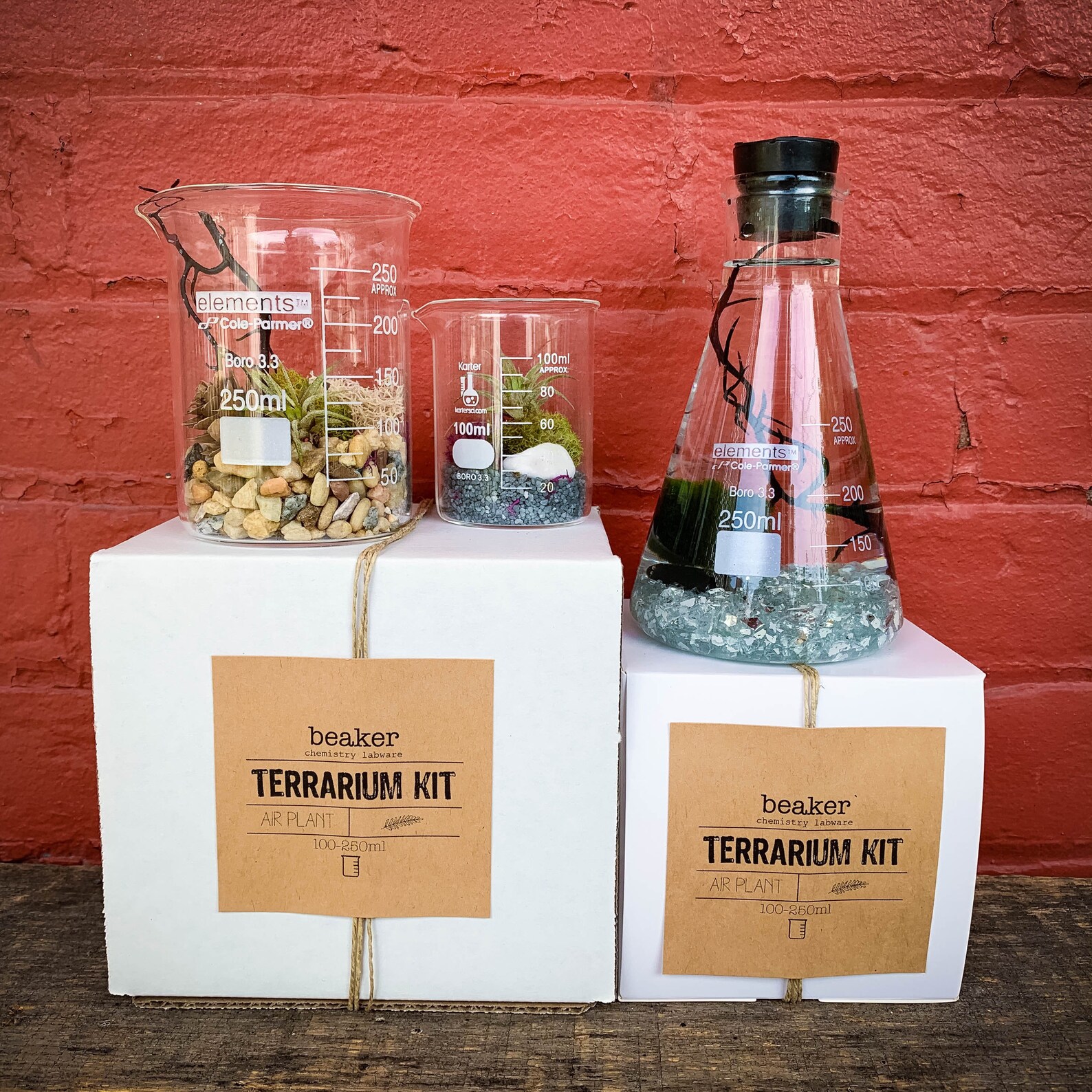 Beaker Terrarium Kit Neutral DIY Terrarium Science Lab Etsy