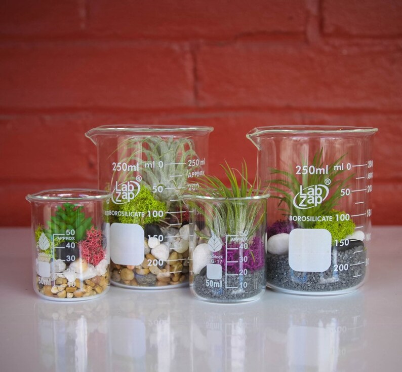Single Beaker Terrarium Kit Natural DIY Terrarium Science Etsy