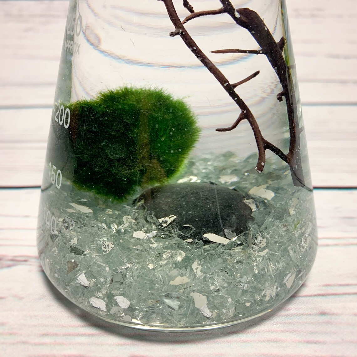 Mossball Terrarium Kit Erlenmeyer Flask Marimo Science Etsy