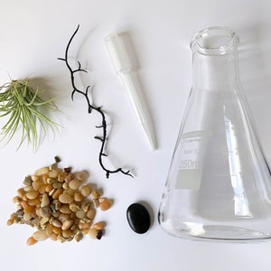 Air Plant Terrarium Kit Erlenmeyer Flask, Chemistry Gift, Plant Gifts, Science Teacher Gifts, Science Kit, Science Gifts, Terrarium Decor image 2