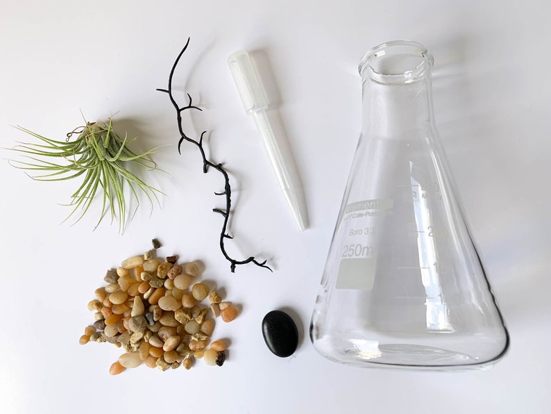 Air Plant Terrarium Kit Erlenmeyer Flask Chemistry Gift Etsy