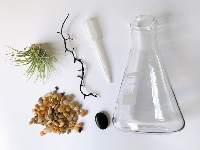 Air Plant Terrarium Kit Erlenmeyer Flask, Chemistry Gift, Plant Gifts, Science Teacher Gifts, Science Kit, Science Gifts, Terrarium Decor image 2