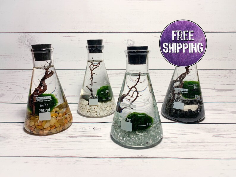 Mossball Terrarium Kit Erlenmeyer Flask Marimo Science Etsy
