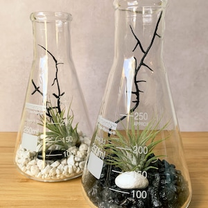 Op de afbeelding: Twee heldere glazen bekers met zwarte markeringen, elk met een kleine groene plant, witte stenen en een zwarte tak. De beker rechts bevat zwarte stenen en een witte steen.