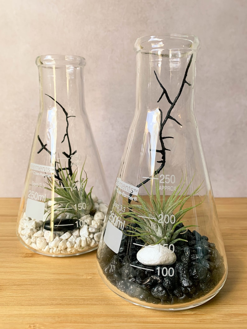 Air Plant Terrarium Kit Erlenmeyer Flask Chemistry Gift Etsy