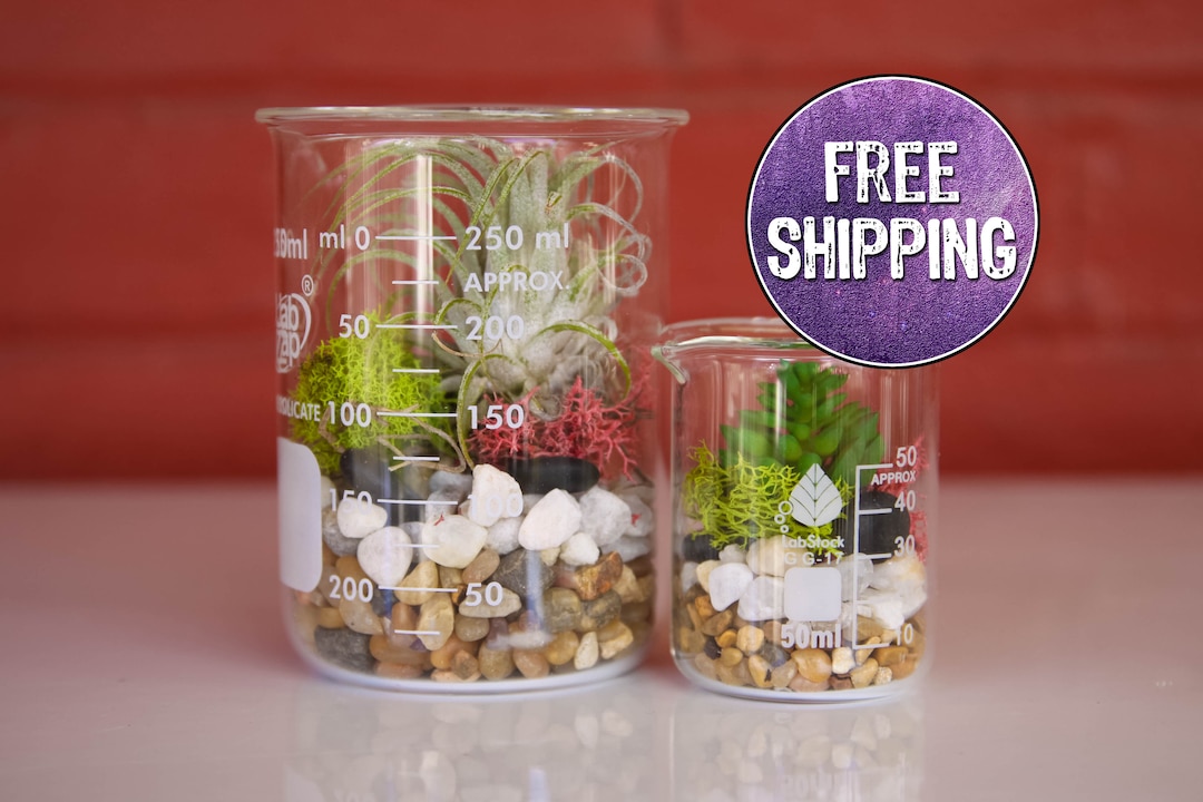 Double Beaker Terrarium Kit With TWO Beakers Natural Decor Etsy