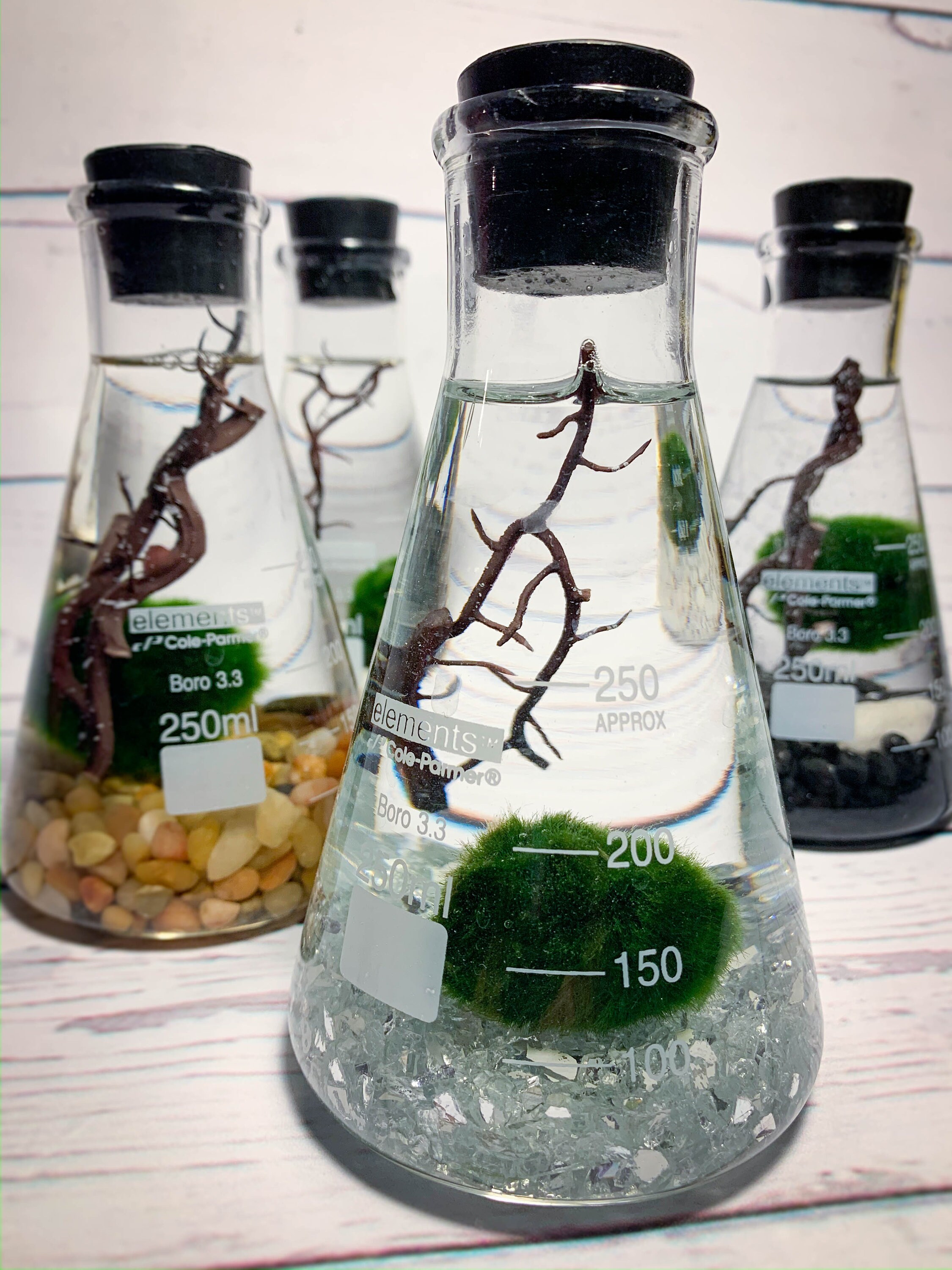 Mossball Terrarium Kit Erlenmeyer Flask Marimo Science Etsy