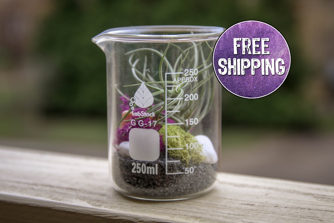 Single Beaker Terrarium Kit Purple DIY Terrarium Science Etsy