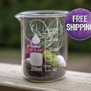 Single Beaker Terrarium Kit, Purple, DIY Terrarium, Science Lab, Science Lover, Scientist Gift, Science Art, Chemistry Gift, Air Plant