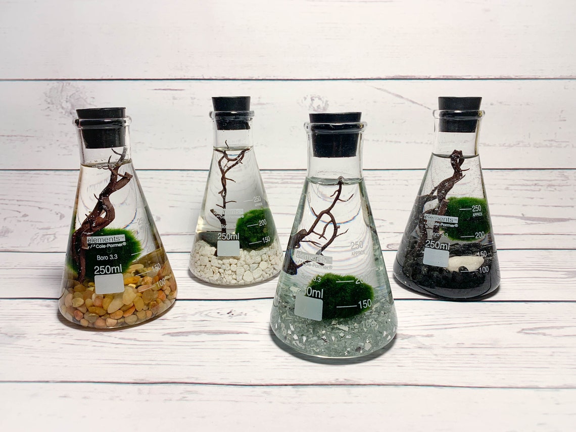 Mossball Terrarium Kit Erlenmeyer Flask Marimo Science Etsy
