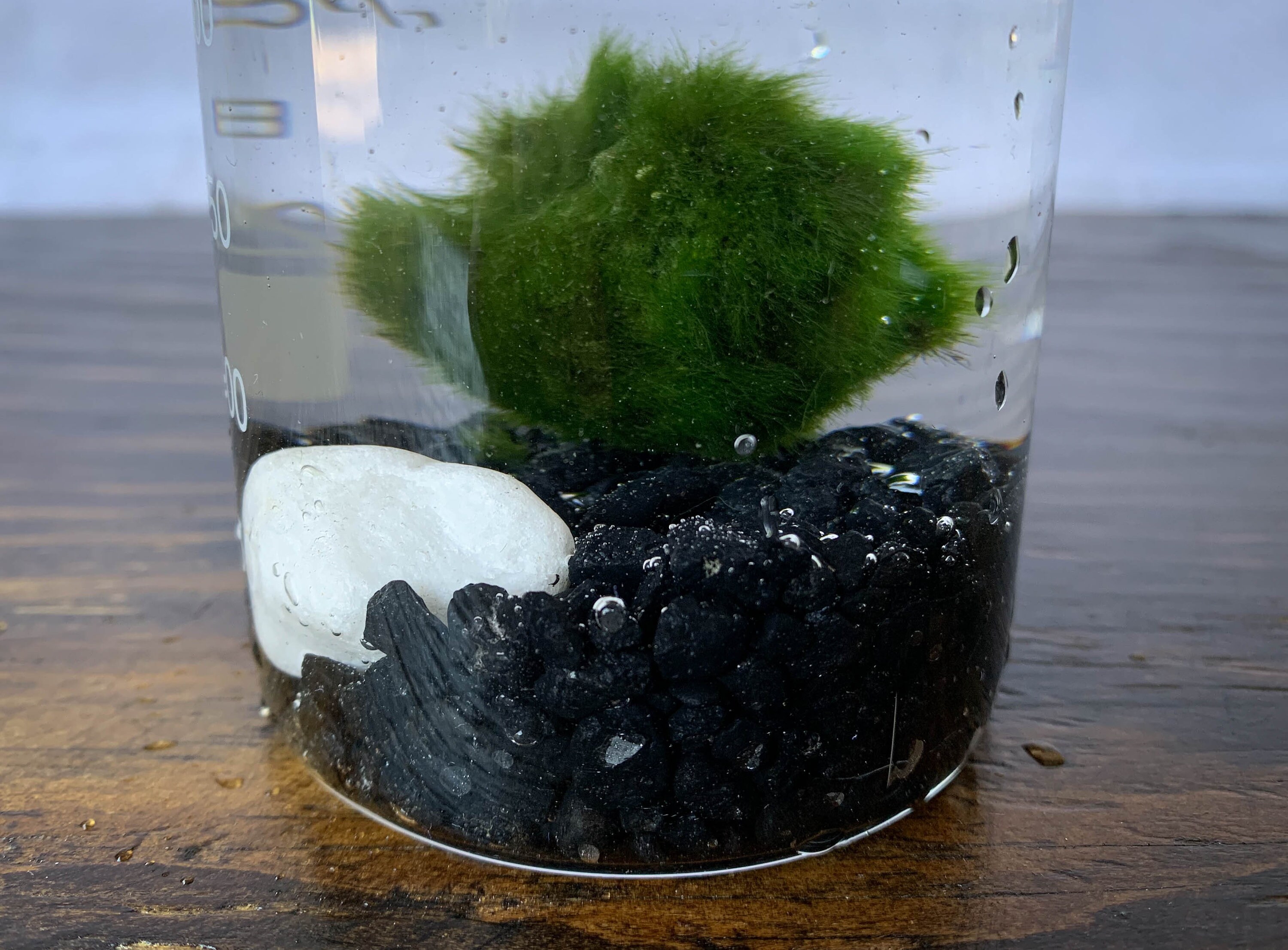 Mossball Terrarium Kit Erlenmeyer Flask Marimo Science Etsy