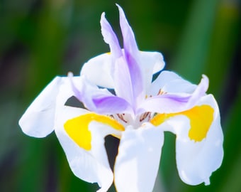 African White Iris: flower photo greeting card