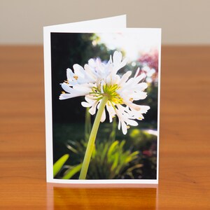 White Agapantha: flower photo greeting card