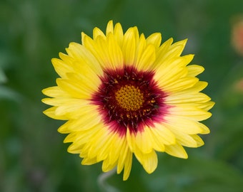 Blanket Flower: flower photo greeting card