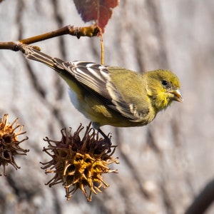 May include: A small green and yellow bird with black stripes on its wings perches on a branch with brown seed pods hanging below.