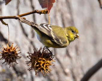 Lesser Goldfinch card - blank greeting card - bird notecard - any occasion card - nature card