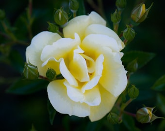 White Rose: flower photo greeting card