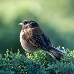 May include: A small bird with a black head and back, brown wings, and a white belly perches on a green bush. The bird has a short, light-colored beak and a small, dark eye. The background is a soft green.