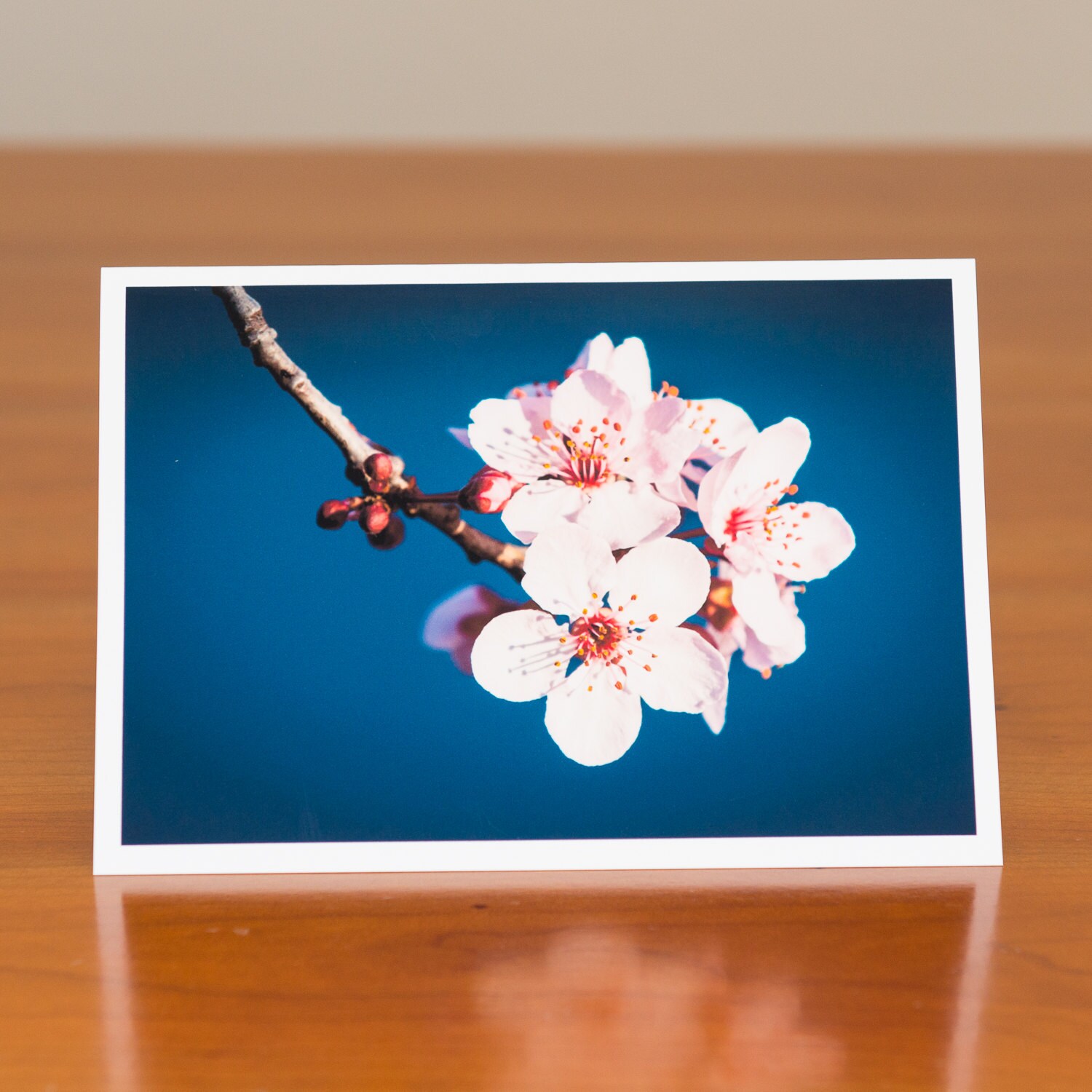Cherry Blossoms: Flower Photo Greeting Card - Etsy