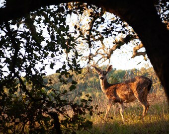 Deer Through Trees: Landscape photo greeting card