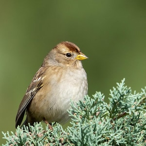 White-crowned Sparrow card – blank greeting card – bird note card – any occasion card – nature card