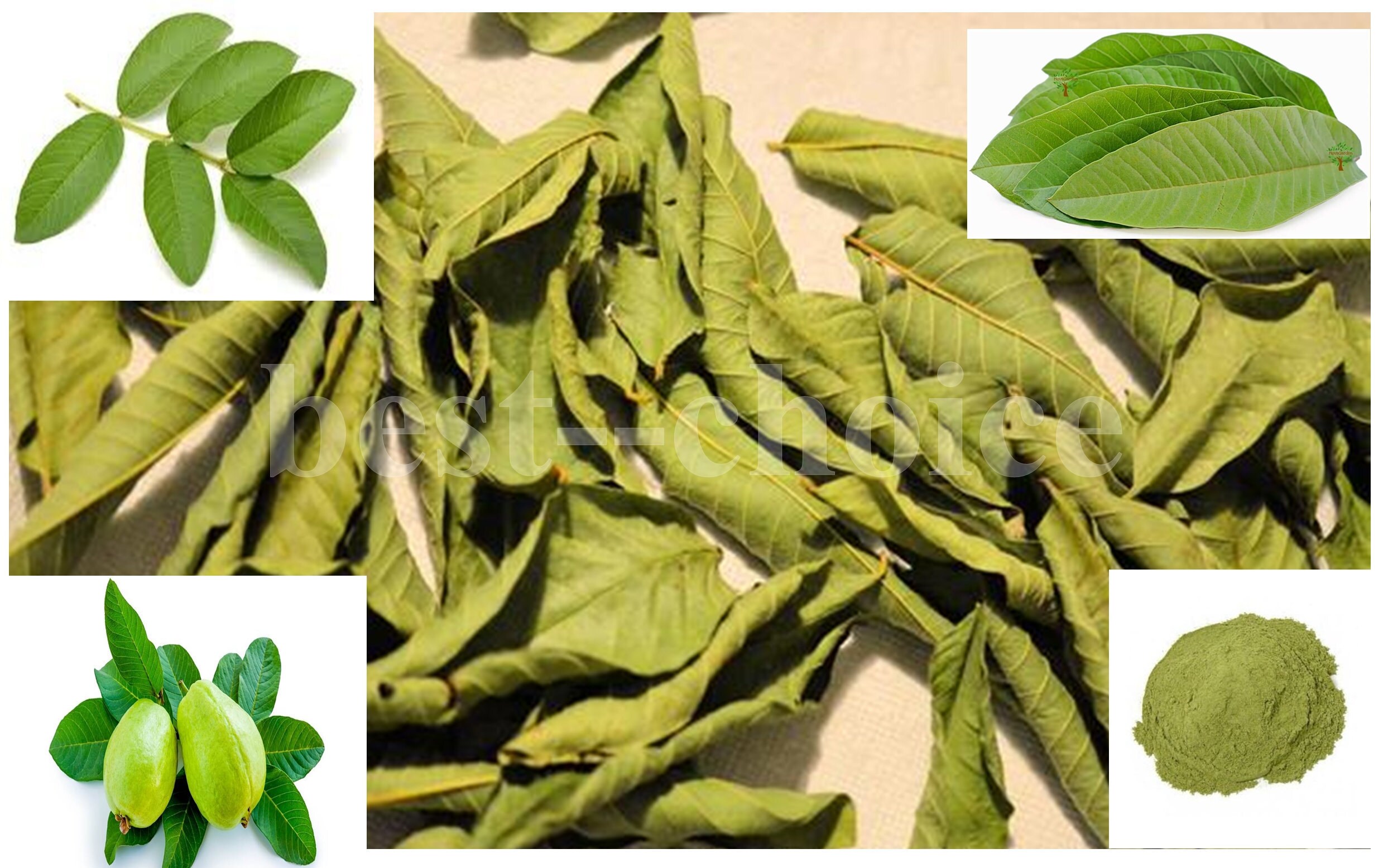 Dried Guava leaves and powder For Drinking Hair Growth & More Etsy